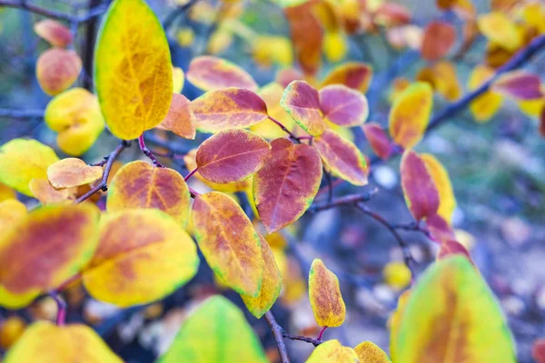 Nahaufnahme Heller Herbstblätter Auf Verschwommenem Hintergrund — Stockfoto