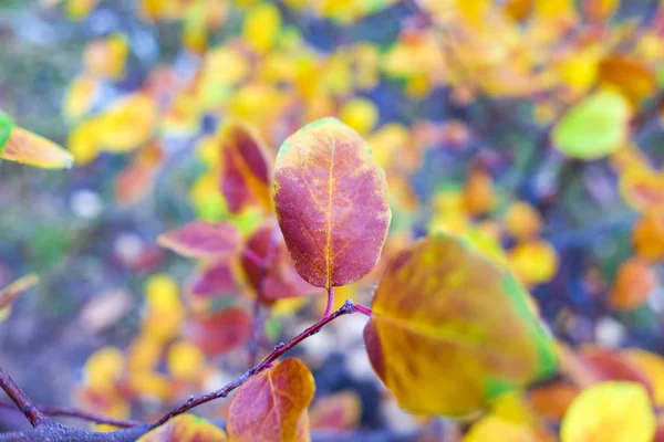 Nahaufnahme Heller Herbstblätter Auf Verschwommenem Hintergrund — Stockfoto