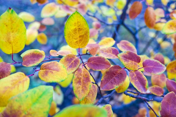 Close View Bright Autumnal Leaves Blurred Background — Stock Photo, Image