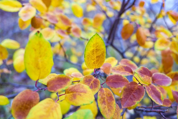 Close View Bright Autumnal Leaves Blurred Background — Stock Photo, Image