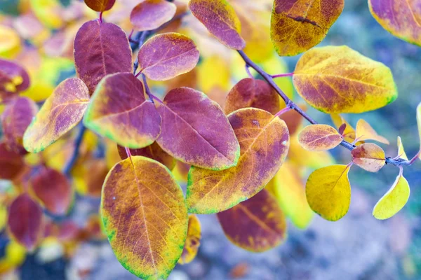 Nahaufnahme Heller Herbstblätter Auf Verschwommenem Hintergrund — Stockfoto