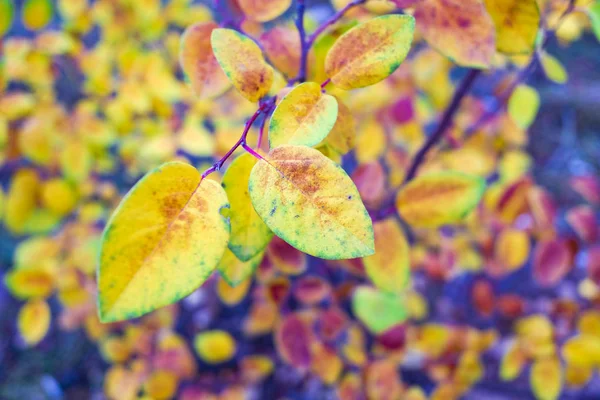 Κλείνω Πάνω Θέα Του Φωτεινά Φθινοπωρινά Φύλλα Θολή Φόντο — Φωτογραφία Αρχείου