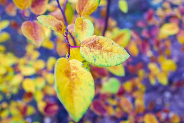 Крупный План Ярких Осенних Листьев Размытом Фоне — стоковое фото