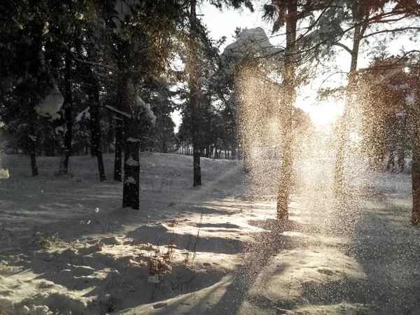 Snow Falls Tree Branches — Stock Photo, Image