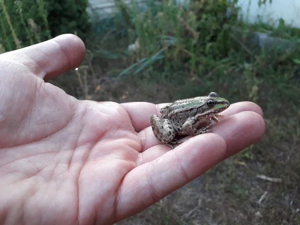 Nahaufnahme Von Großen Grünen Frosch Sitzt Auf Menschlicher Hand — Stockfoto