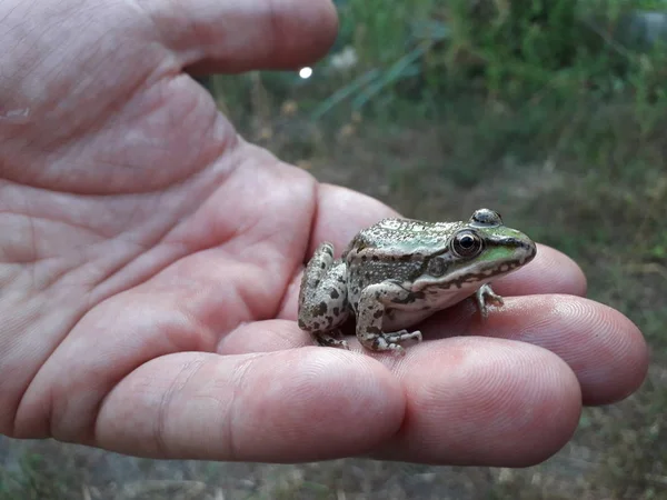 Nahaufnahme Von Großen Grünen Frosch Sitzt Auf Menschlicher Hand — Stockfoto