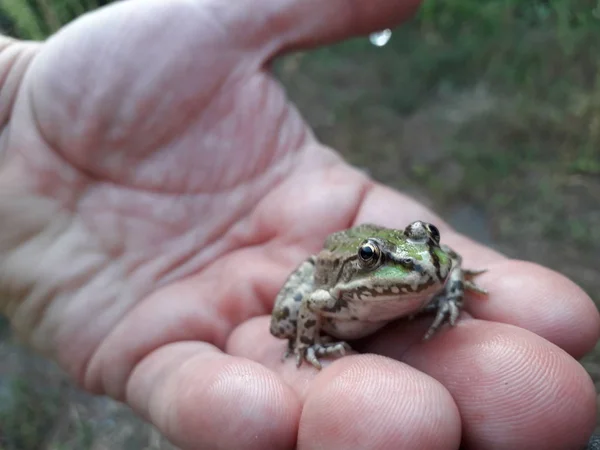 Nahaufnahme Von Großen Grünen Frosch Sitzt Auf Menschlicher Hand — Stockfoto