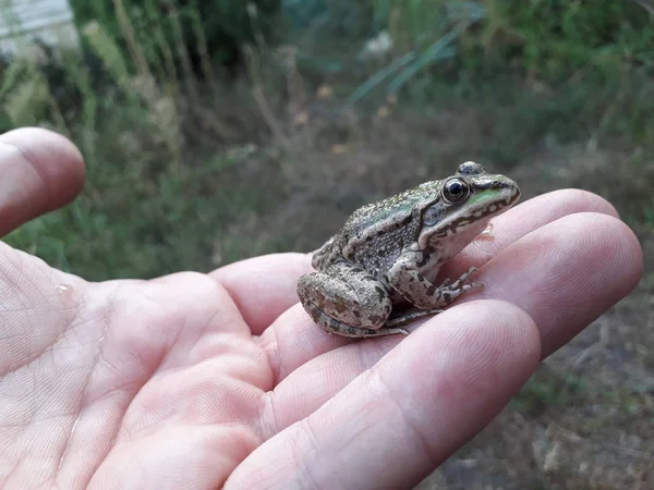 Крупним Планом Вид Великої Зеленої Жаби Сидить Людській Руці — стокове фото