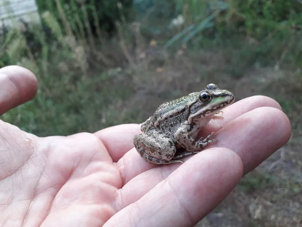 Vista Cerca Gran Rana Verde Sentada Mano Humana — Foto de Stock