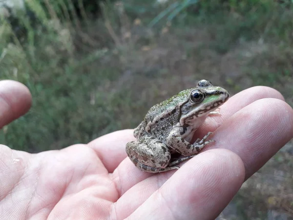 Vista Cerca Gran Rana Verde Sentada Mano Humana — Foto de Stock