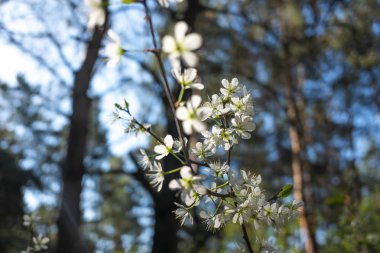 Çiçeklenme kiraz ağacı çiçek görünümü kapatın