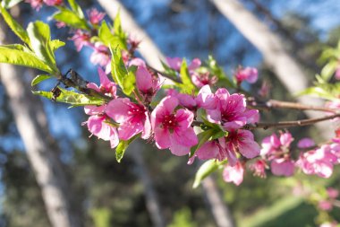Çiçek açan elma ağacı çiçek görünümü kapatın
