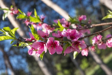 Çiçek açan elma ağacı çiçek görünümü kapatın