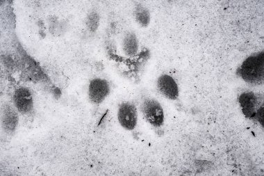 Pati izlerini bakış kar üzerinde kapatın