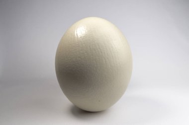 Bir beyaz yumurta görünümünü kapat