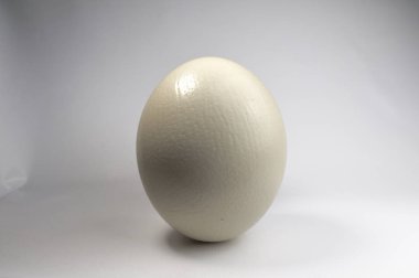 Bir beyaz yumurta görünümünü kapat