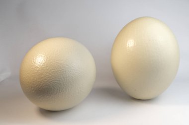 büyük beyaz devekuşu yumurta, yakın 