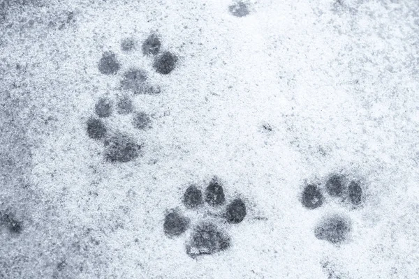 Close up view of paw prints on snow