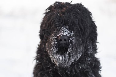 Kış günü açık havada burnuyla kar ile komik siyah köpek  