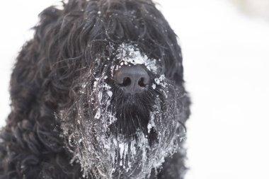 Kış günü açık havada burnuyla kar ile komik siyah köpek  