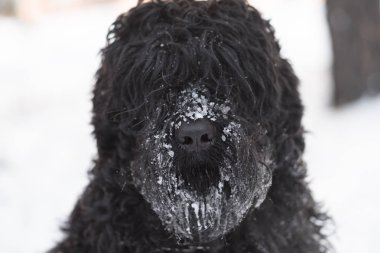 Kış günü açık havada burnuyla kar ile komik siyah köpek  