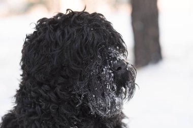 Kış günü açık havada burnuyla kar ile komik siyah köpek  