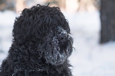 Kış günü açık havada burnuyla kar ile komik siyah köpek  