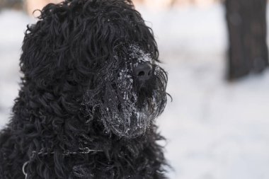 Kış günü açık havada burnuyla kar ile komik siyah köpek  