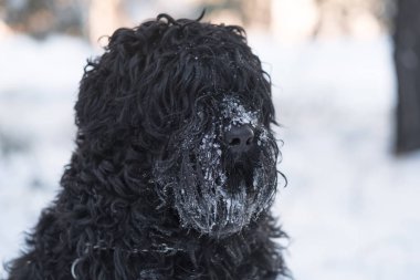 Kış günü açık havada burnuyla kar ile komik siyah köpek  