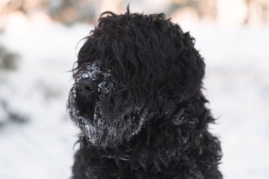 Kış günü açık havada burnuyla kar ile komik siyah köpek  