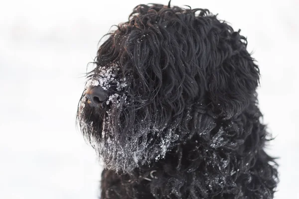 Смішний Чорний Собака Снігом Відкритому Повітрі Зимовий День — стокове фото
