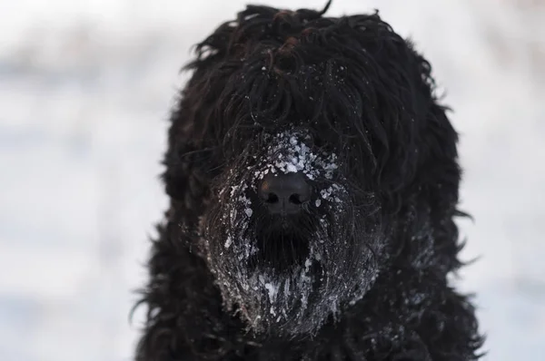 Cão Preto Engraçado Com Neve Nariz Livre Dia Inverno — Fotografia de Stock