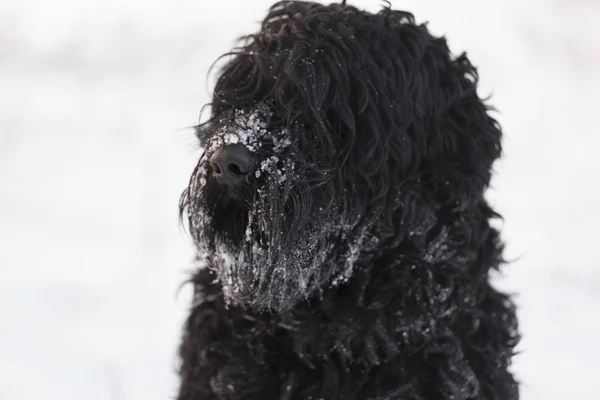 冬の日の屋外での鼻に雪のある面白い黒犬 — ストック写真