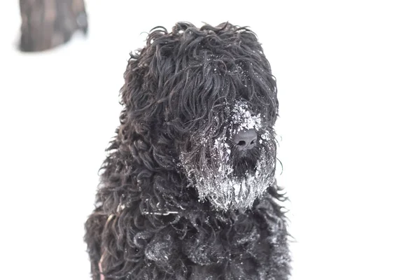 Funny Black Dog Snow Nose Outdoors Winter Day — Stock Photo, Image