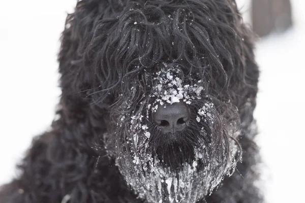 Lustiger Schwarzer Hund Mit Schnee Auf Der Nase Freien Wintertag — Stockfoto