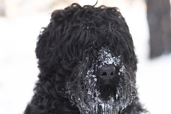 Lustiger Schwarzer Hund Mit Schnee Auf Der Nase Freien Wintertag — Stockfoto