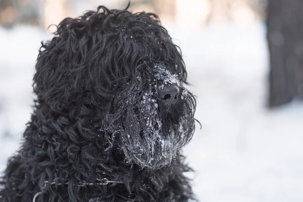 Забавная Черная Собака Снегом Носу Зимний День — стоковое фото