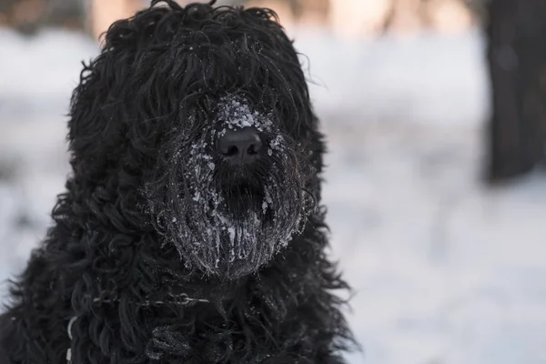 Забавная Черная Собака Снегом Носу Зимний День — стоковое фото