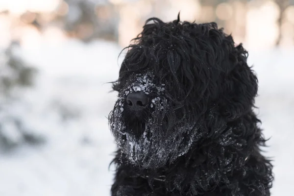 Funny black dog with snow on nose outdoors at winter day