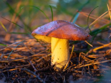 Bakış mantar ormanda günbatımı sırasında kapatın