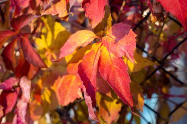 Parlak sonbahar yaprak görünümü kapatın