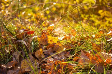 Yeşil çimenlerin üzerinde parlak sonbahar yaprakları