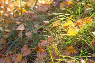 Yeşil çimenlerin üzerinde parlak sonbahar yaprakları
