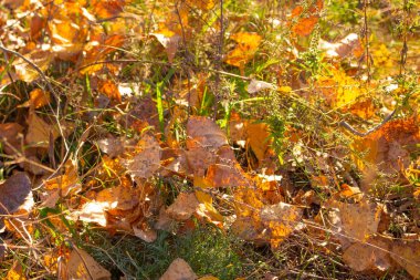 Yeşil çimenlerin üzerinde parlak sonbahar yaprakları