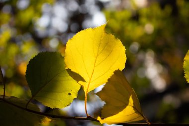 Sarı sonbahar yaprakları açık havada görünümünü kapat