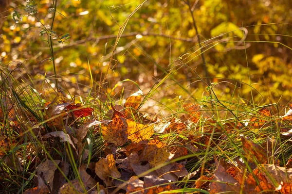 Яскраве Осіннє Листя Зеленій Траві — стокове фото