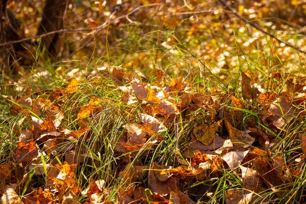 Heldere Herfst Bladeren Groen Gras — Stockfoto