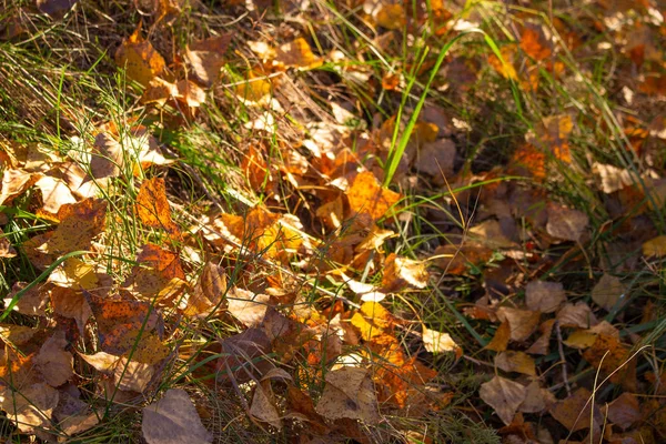 Bright Autumnal Leaves Green Grass — Stock Photo, Image