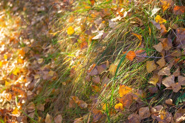 Folhas Outonais Brilhantes Grama Verde — Fotografia de Stock