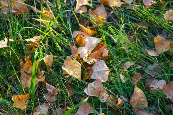 Feuilles Automnales Lumineuses Sur Herbe Verte — Photo